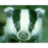 Badger O’Stripey-One